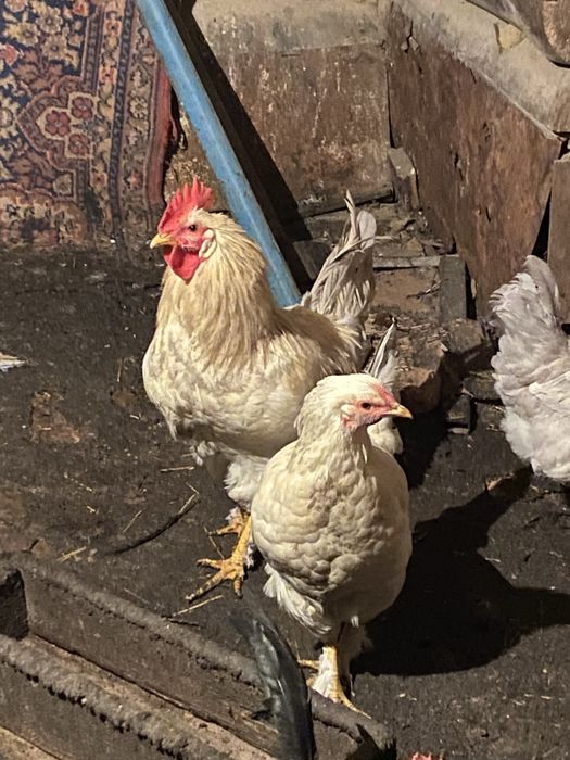 Продам петухов молодых