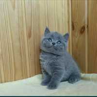 Puiuți British Shorthair Blue rasă pură. Asigur transport!