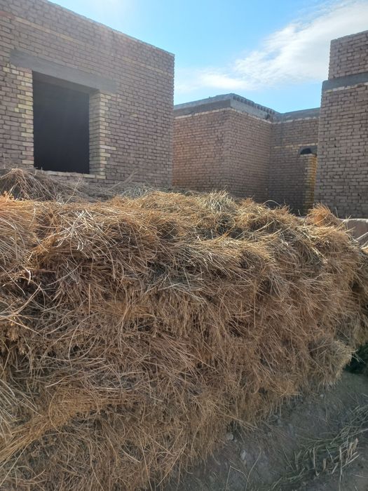 Beda, yo'rinja mol qoʻy Xayvonlar uchun