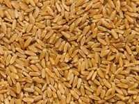 семена твердой пшеницы