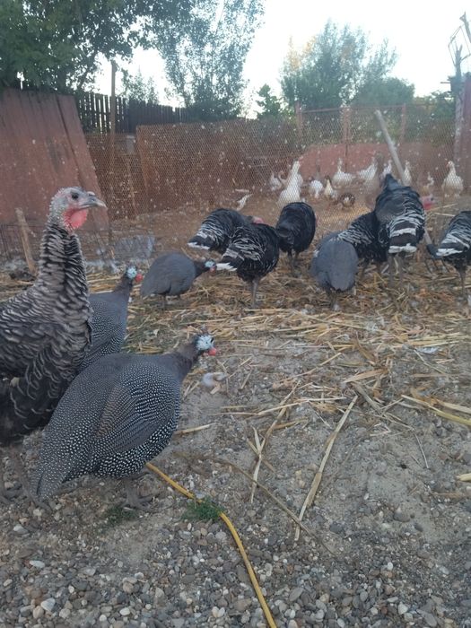 Vând curci de casă 7 luni.