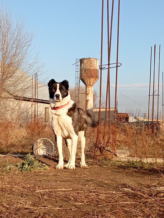 Продам алабай суку 3 года