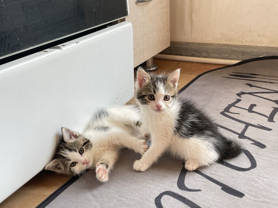 Persidiskiy mushuk  bolalari