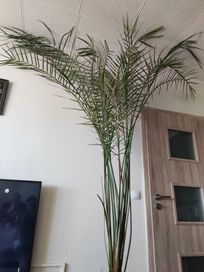 Стайна палма на 28 години 2,5-3 метра