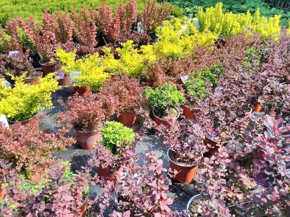 Berberis, diverse soiuri