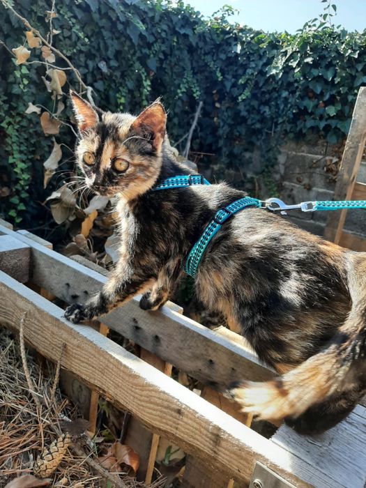 Женско коте на 4-5 месеца търси спешно дом!