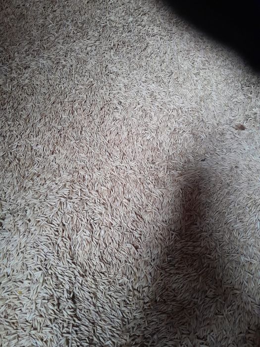 Vând Ovăz 2025, 1.20 lei/kg