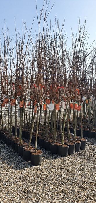 Pomi Fructiferi Exotici La Ghiveci (Kaki )