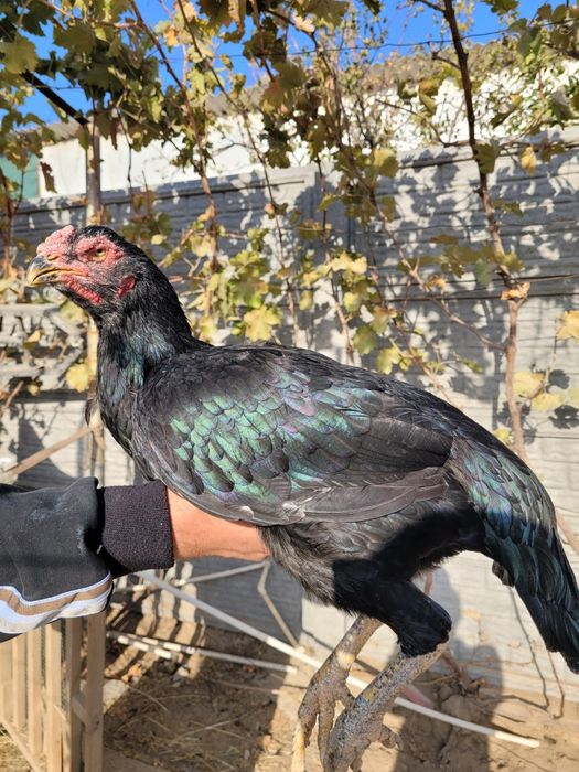 Турк сотилади 2 тулак турловдан чиквои тухумга якин