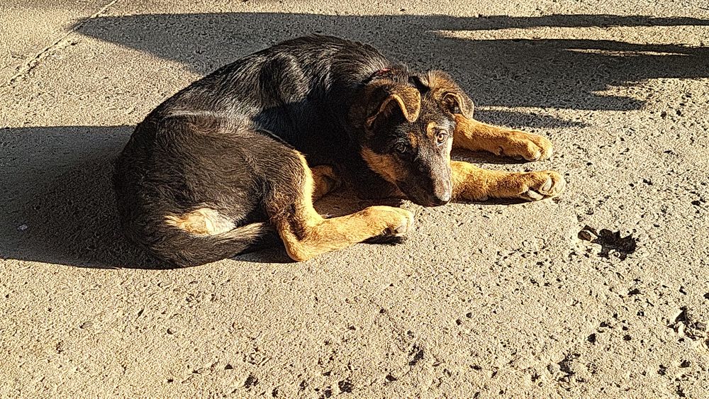 Собака , девочка овчарка