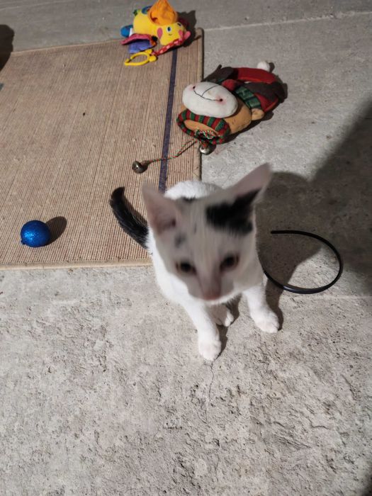 Adoptie motan varsta 4 luni