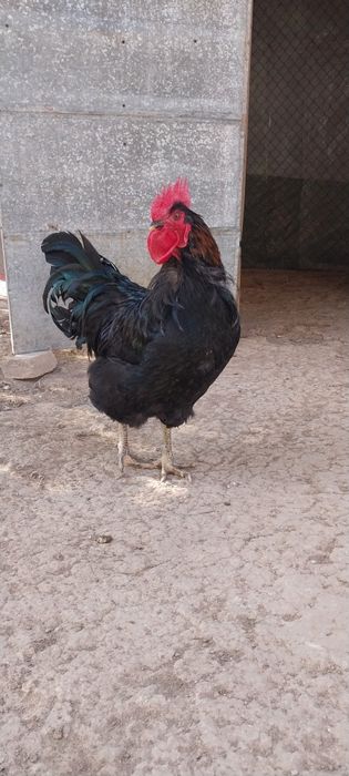 Хороз сотилади соглом