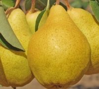 Pomi Fructiferi!!!