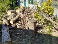 donez butuci brad - lemne foc