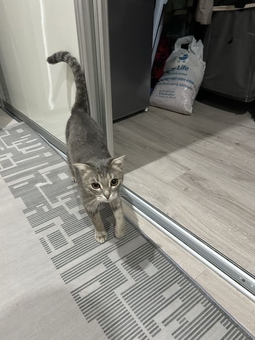 Отдадим в хорошие руки