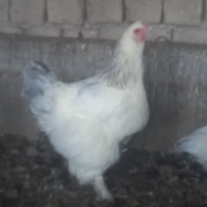 Дамашны тауықтар пародасы жақсы