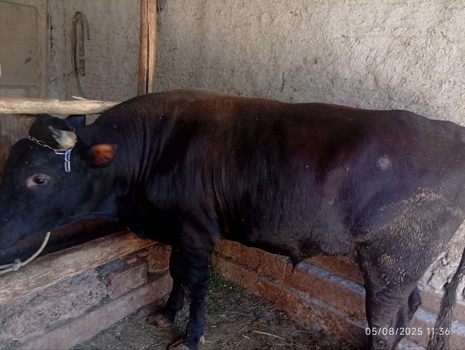 4 ta Boqilgan mol sotiladi