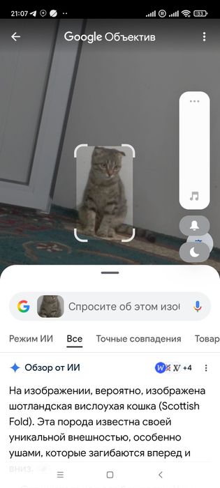 Кошка вислоухая девочка
