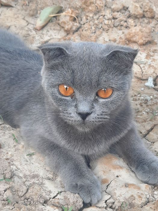 Тоза конли шотланский фолд, шотланский страйт  сотилади