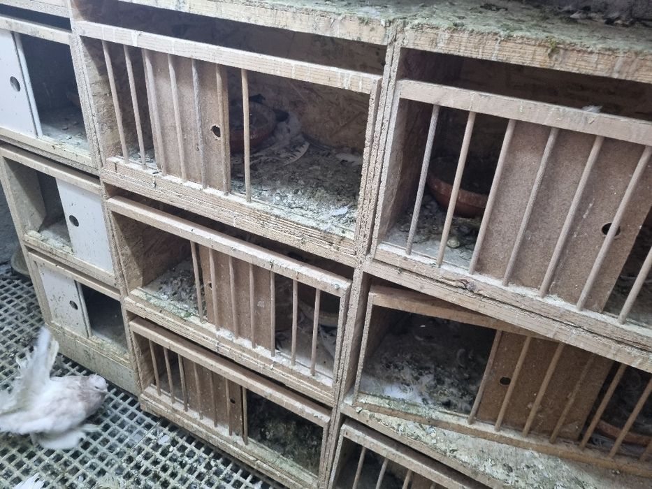 Boxe porumbei folosite