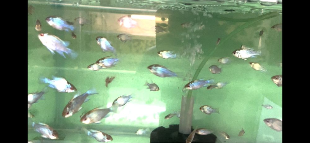 Ramirezi blue electric Pesti acvarii exotici