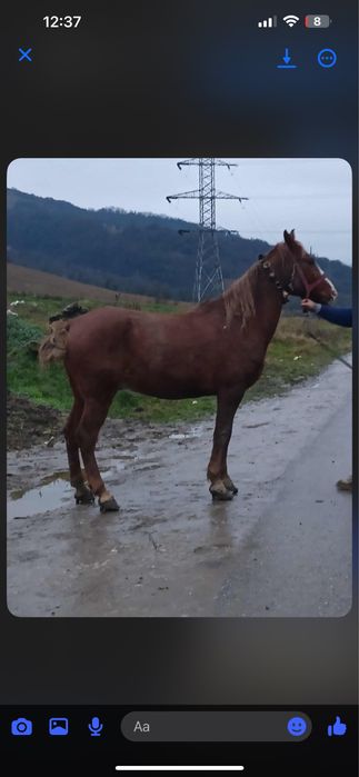 De vanzare cal de 7 ani