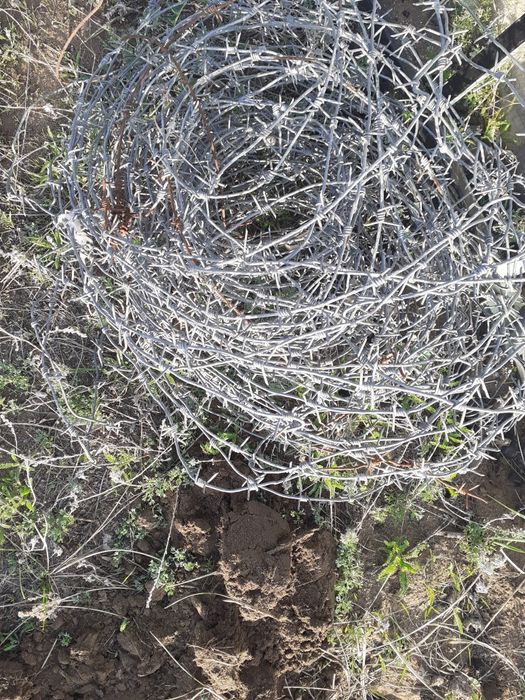 Продам колючка ССР  производство 100 метров разделён по кускам
