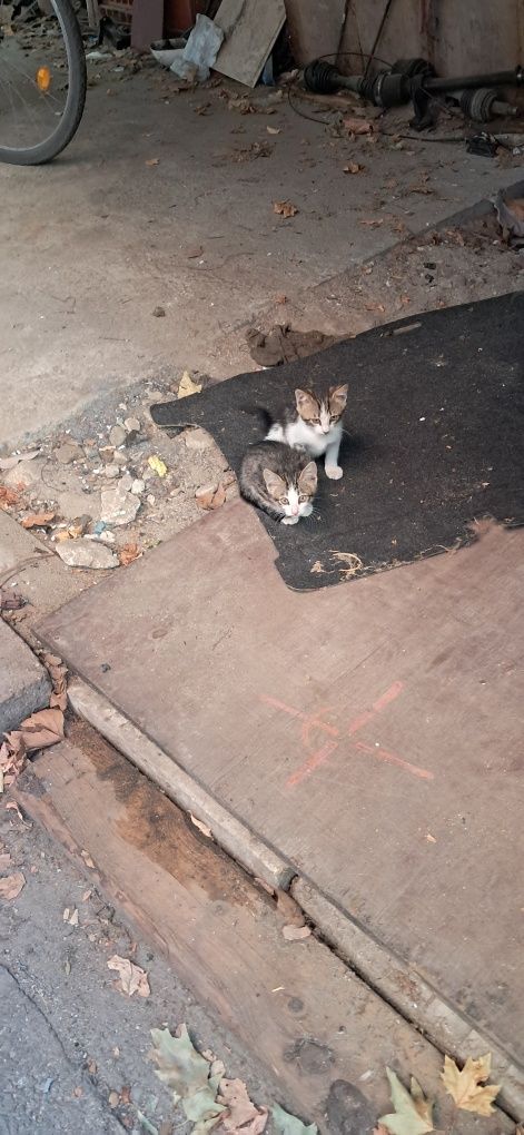 Малки котета,подоравам