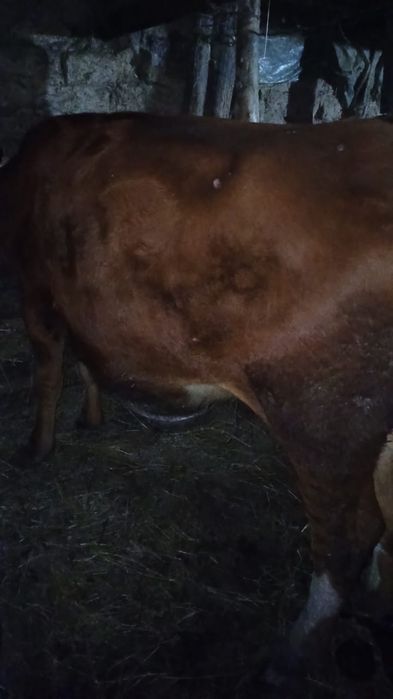 Кашар сатылады 1жас 7 ай