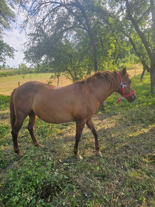 Vand iapa. Mai multe detali la telefon.
