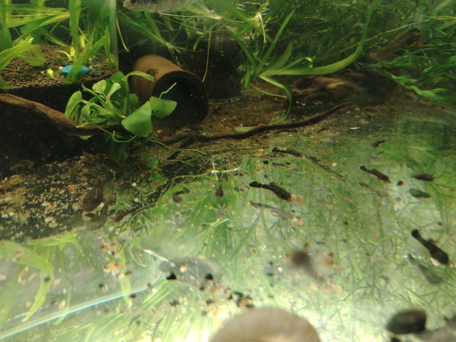 Продам мальков анциструсов