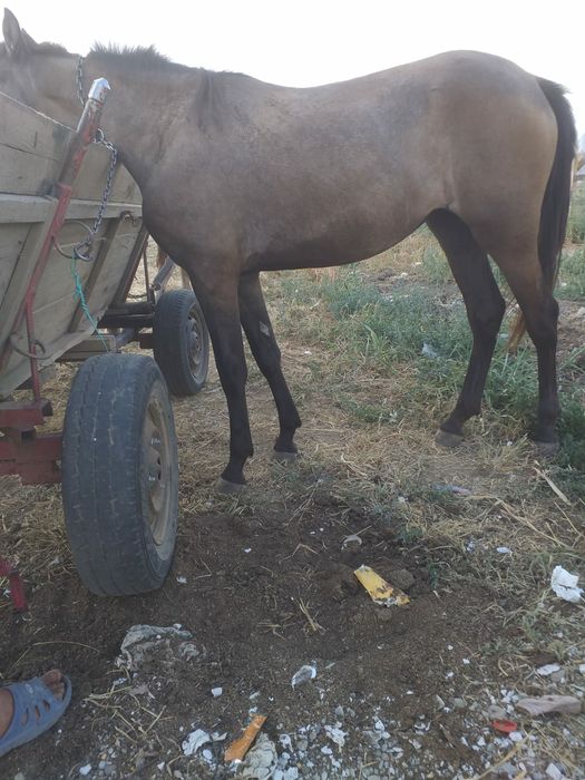 De vanzare carlana de un an jumate