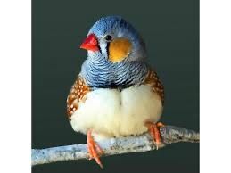 Zebre australiene 2025, pereche 50 Ron