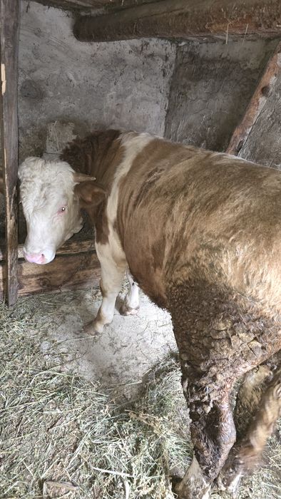 De vânzare , Vițel Bălțat Românesc!