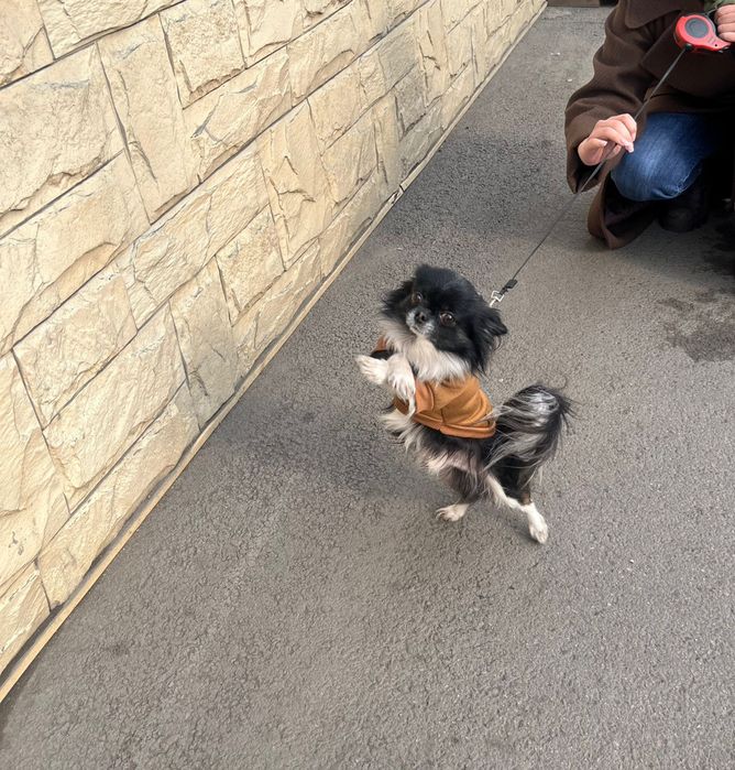 Вязка чихуахуа , мальчик