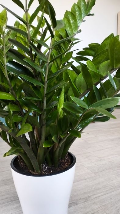 Продам цветы тропические