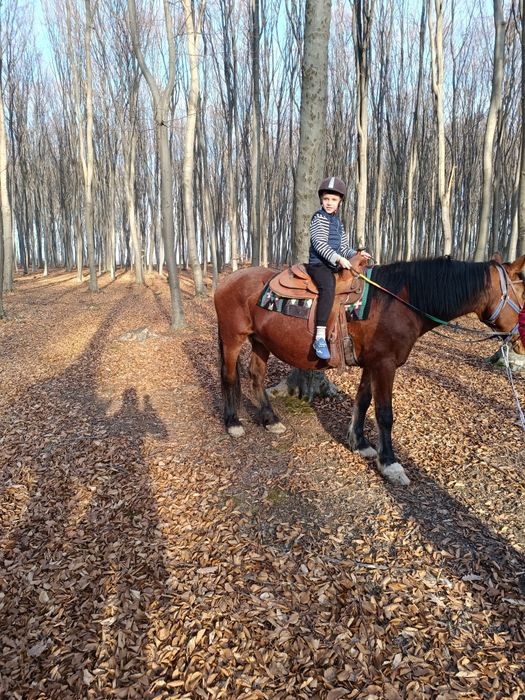 Vând mânza de 1 an