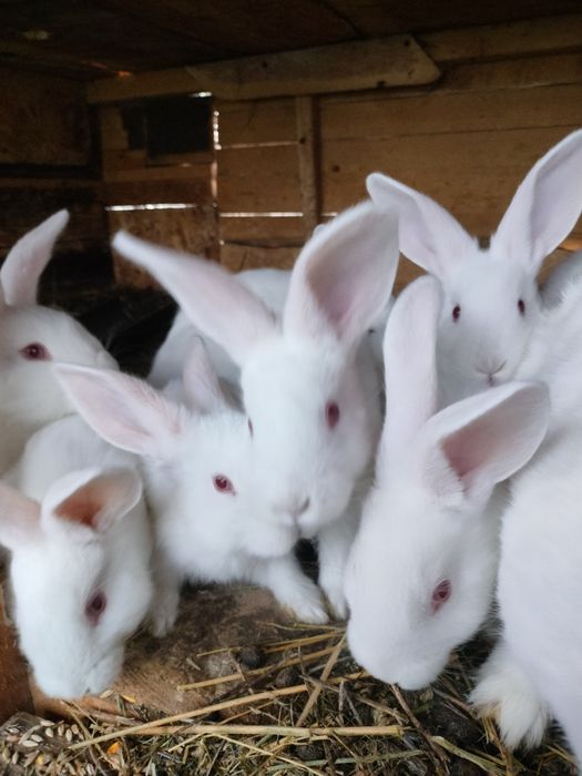 Iepuri de vânzare mai multe rase