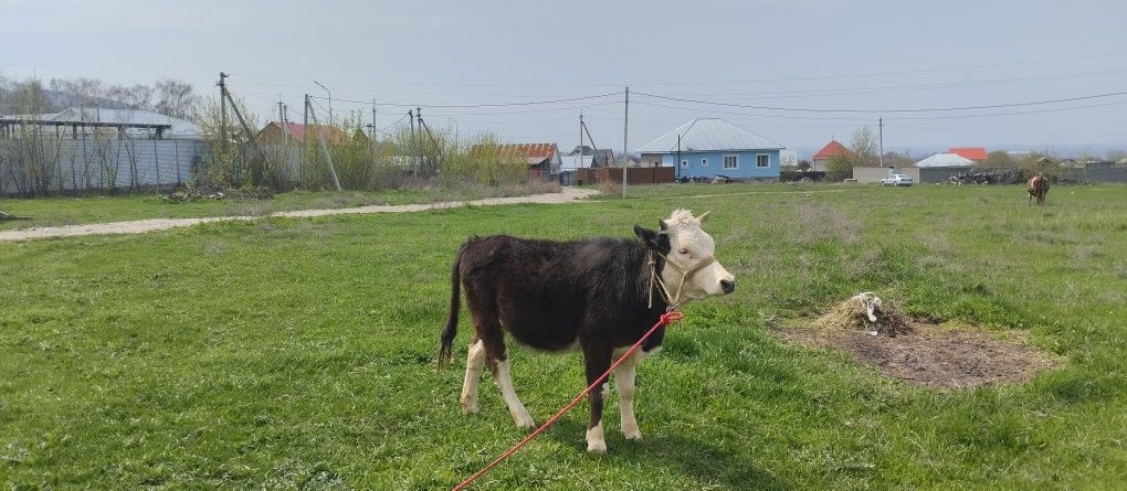 Годавалый бычок и тёлочка