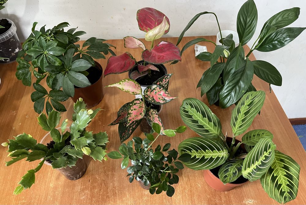 Комнатные растения