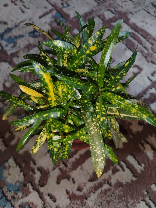 Кротон брызги шампанского, голанский сорт