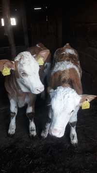De vinzare 2 vitele baltata romaneasca