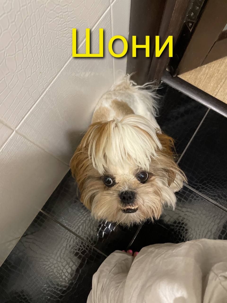Передержка собак