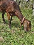 Capra anglonubiana varsta 2 ani