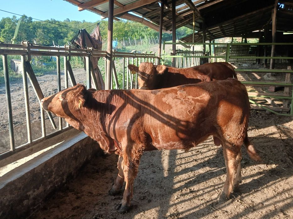 tauri   limuzin 18 luni