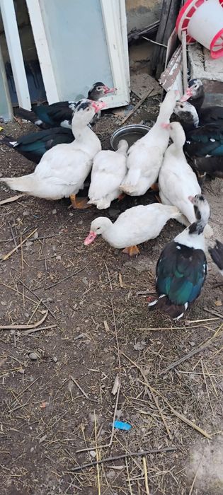 De vânzare Rațe mute