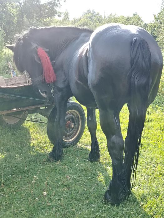 Vând sau schimb cu oi.armasar foarte cuminte și garantat