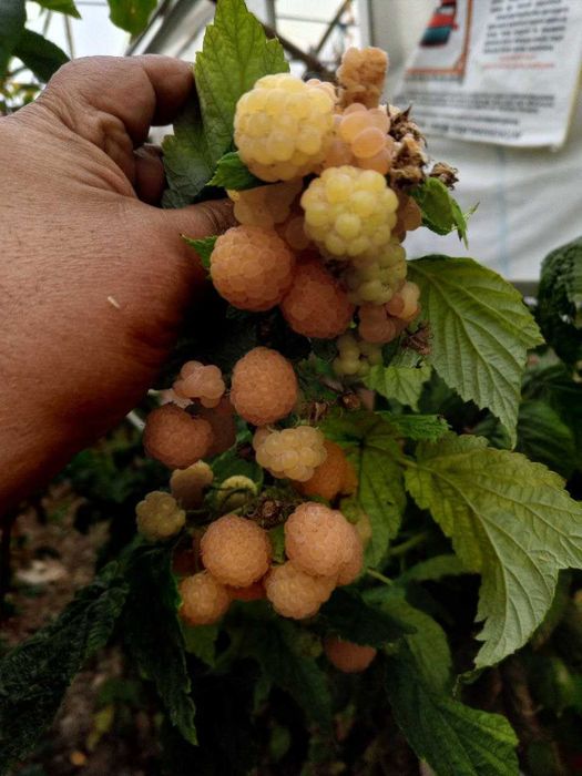 Саженцы Красной и Желтой Малины