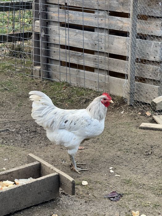 Vand cocosi de anul asta australorp si la Bresse