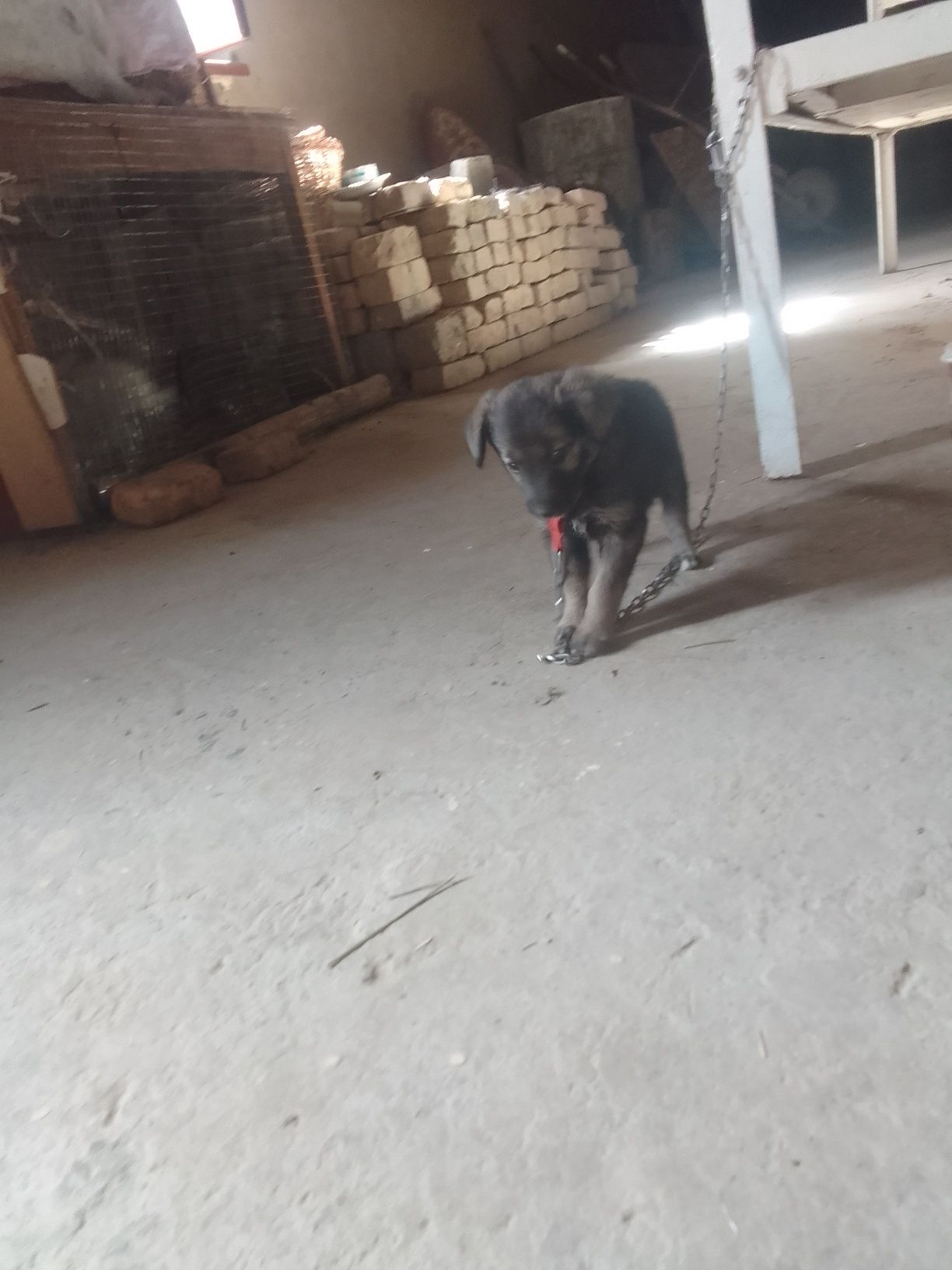 Chuponi it sotiladi